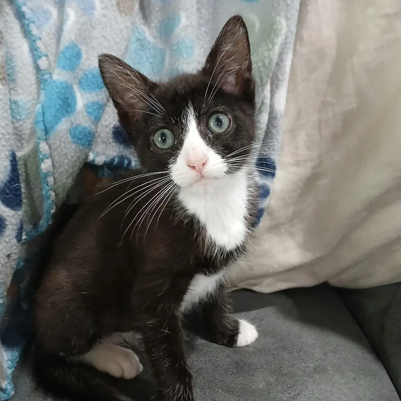 A baby small-sized male Black & White / Tuxedo Domestic Short Hair cat named Choctaw for adoption in Bentonville, AR