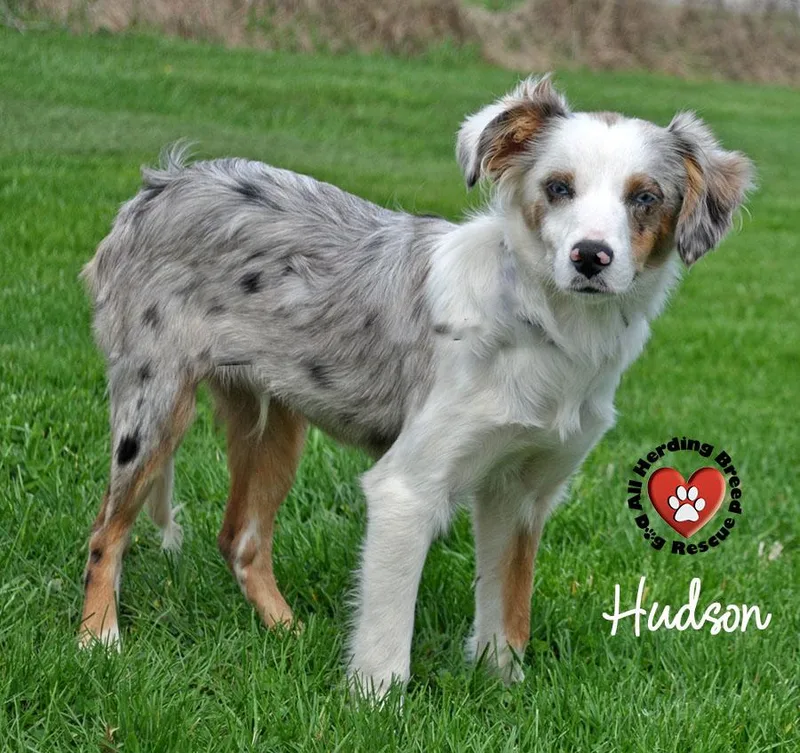 A baby small-sized male Merle (Blue) Australian Shepherd dog named Hudson for adoption in Joliet, IL