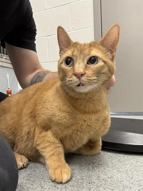 An adult small-sized female Domestic Short Hair cat named Wanda for adoption in Indianapolis, IN