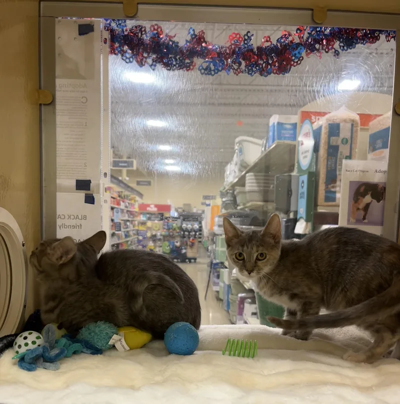 A young small-sized male Tabby (Brown / Chocolate) Tabby cat named Prince & Princess for adoption in Charlotte, NC