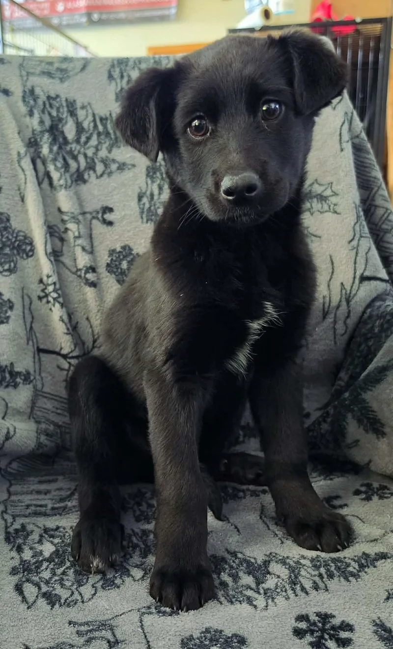 A baby large-sized female Labrador Retriever dog named Cinder for adoption in Anchorage, AK