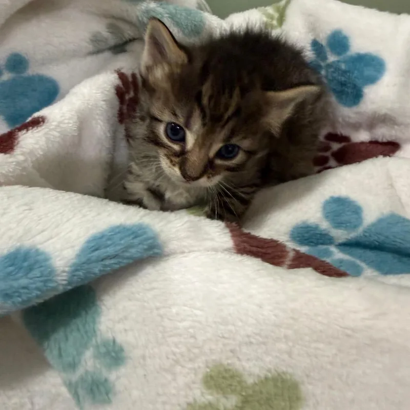 A baby small-sized female Gray / Blue / Silver Domestic Short Hair cat named Potato for adoption in Ferndale, WA