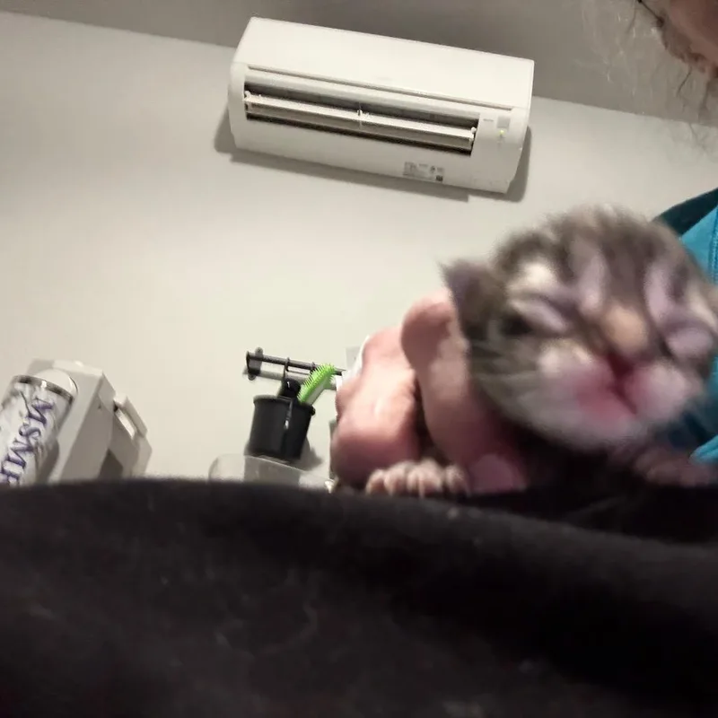 Potato thumbnail 4