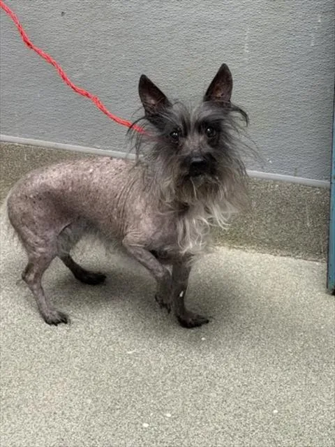 A senior small-sized female Terrier dog named Lucy for adoption in Las Vegas, NV