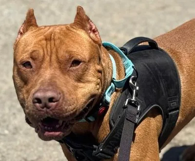 A young large-sized male Brown / Chocolate Mastiff dog named Scooby for adoption in Santa Paula, CA