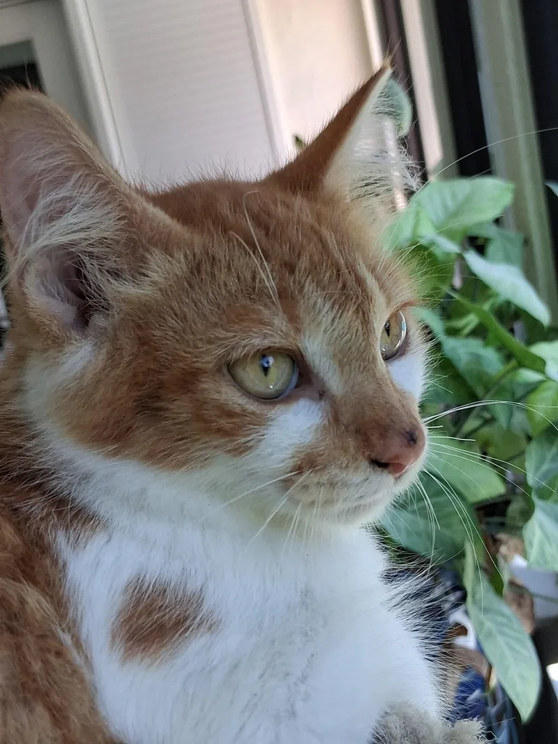 A baby medium-sized female Orange & White Domestic Short Hair cat named Nettle for adoption in Oviedo, FL