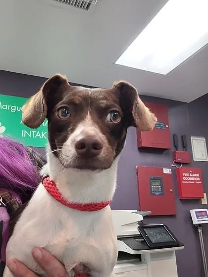 An adult small-sized male Mixed Breed dog named Meyer for adoption in Memphis, TN