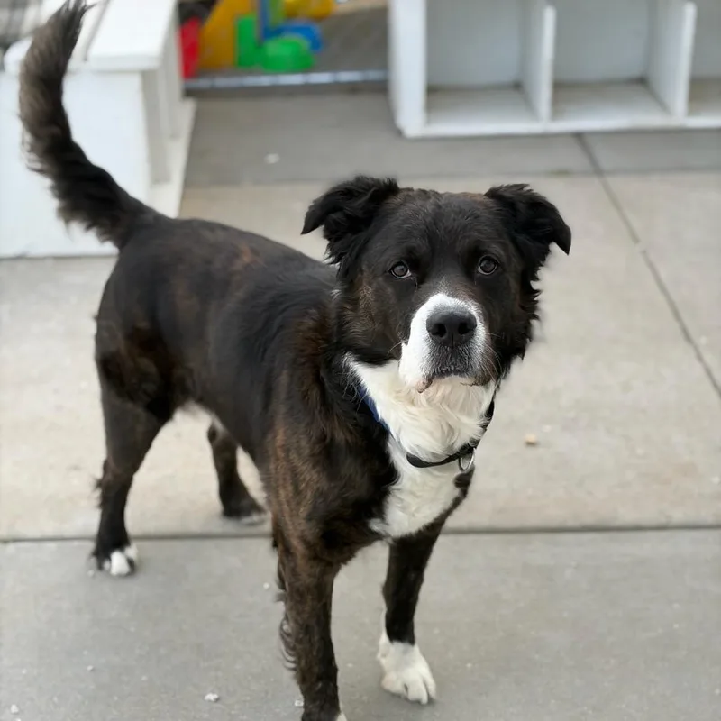 An adult medium-sized male Black Bearded Collie dog named Chapo for adoption in St. Peters, MO
