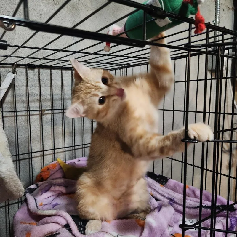 An adult medium-sized female Orange / Red Domestic Short Hair cat named Pebble for adoption in St. Paul, MN