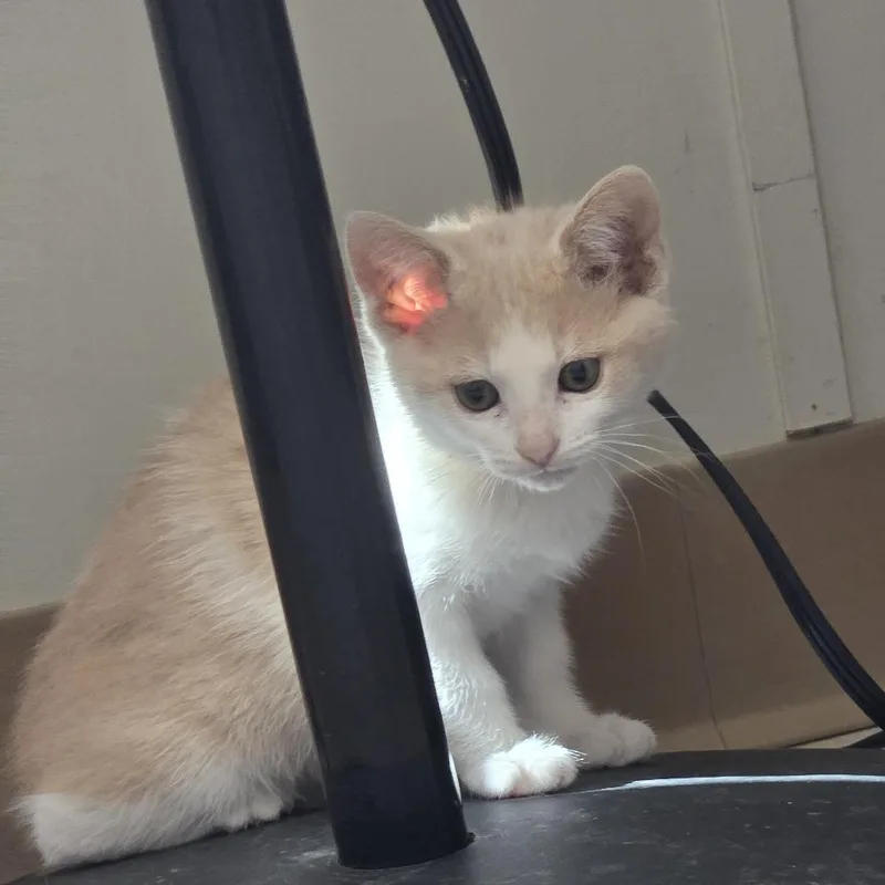 A baby medium-sized male Orange / Red Domestic Short Hair cat named Eggs for adoption in Midland, TX