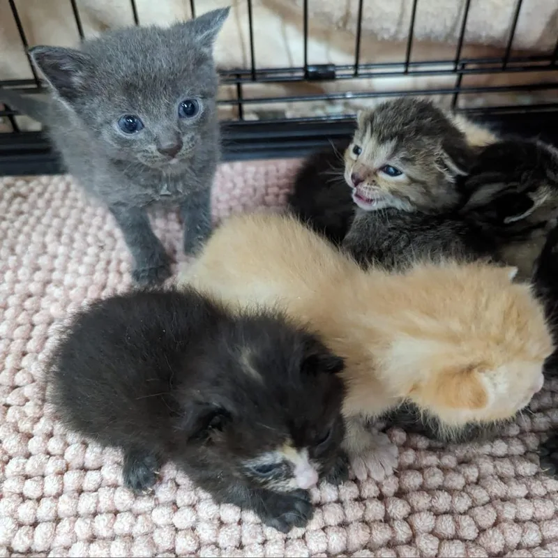 Colonel Parker thumbnail 2