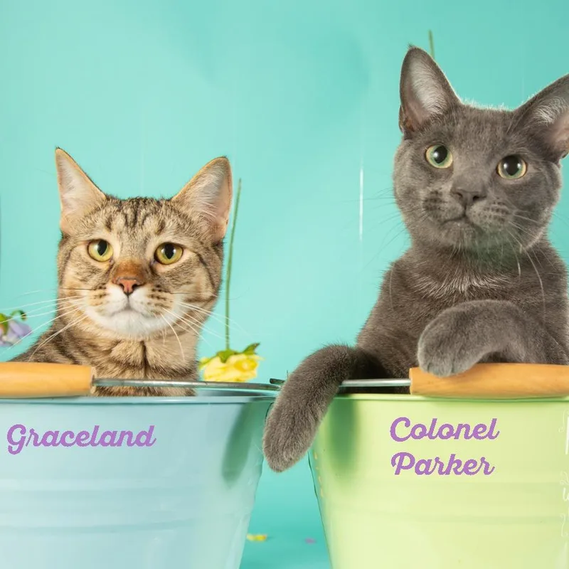 Colonel Parker thumbnail 3