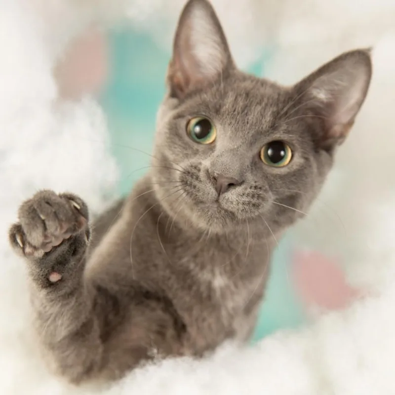 Colonel Parker thumbnail 4