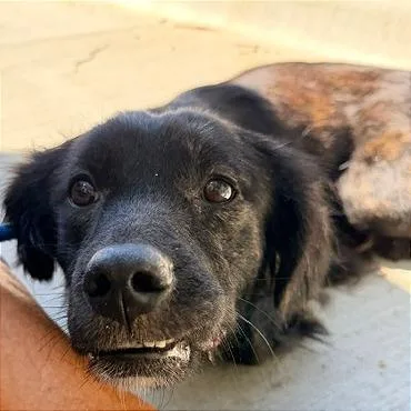 An adult medium-sized female Black Shepherd dog named Wendy for adoption in Denison, TX