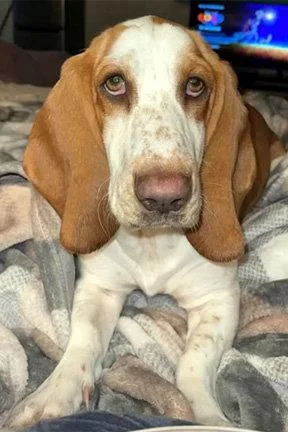 An adult medium-sized female Basset Hound dog named Luna for adoption in Mays Landing, NJ
