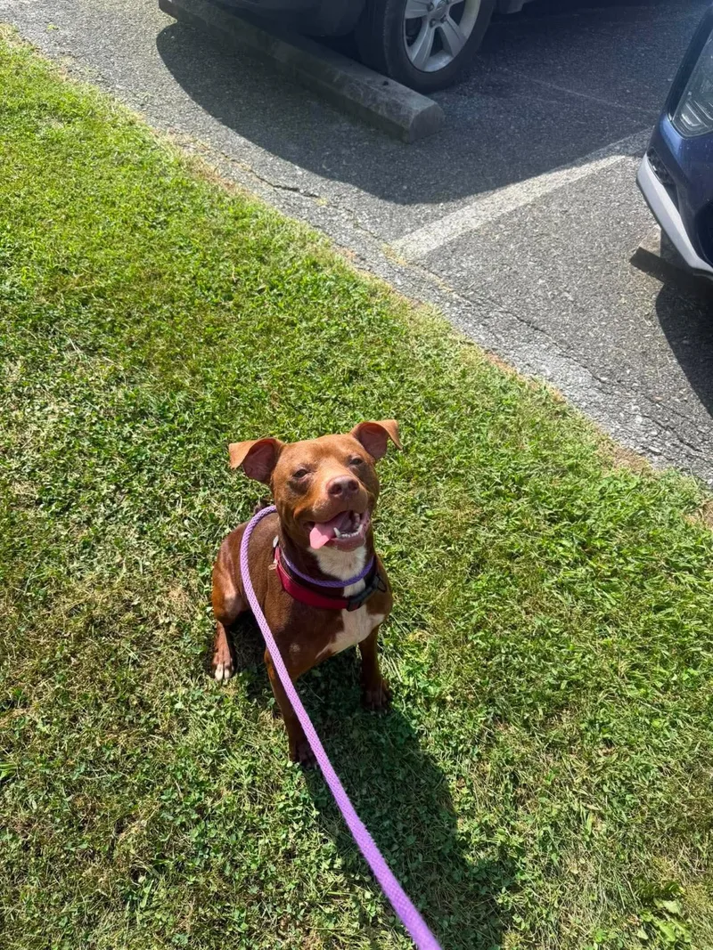 An adult medium-sized male American Staffordshire Terrier dog named Pup for adoption in Front Royal, VA