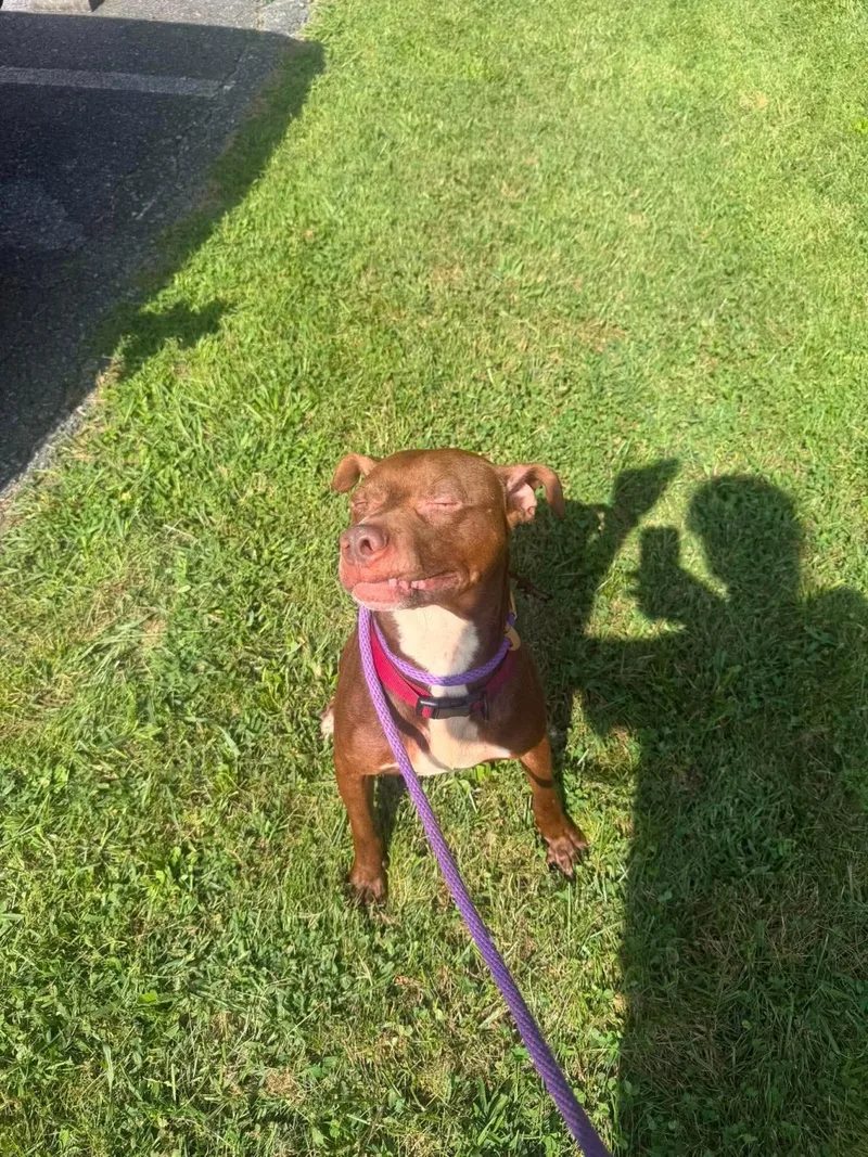 Pup thumbnail 2