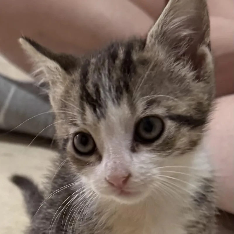 A baby small-sized male Brown / Chocolate Domestic Short Hair cat named Theodore for adoption in Miami, FL