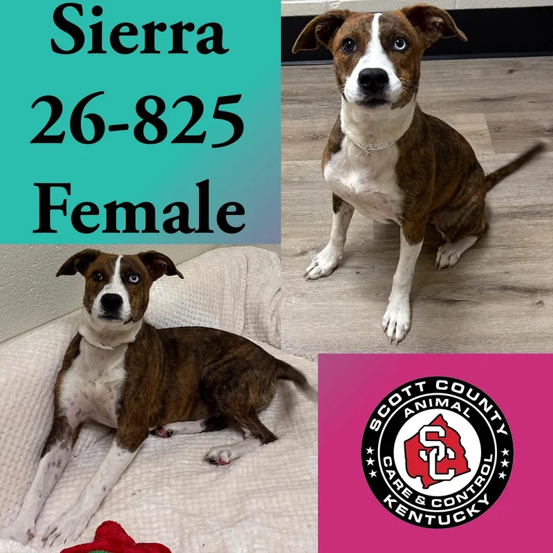A young medium-sized female Terrier dog named Sierra for adoption in Georgetown, KY