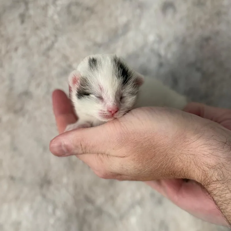 A baby small-sized male White Domestic Short Hair cat named Budgie for adoption in Huntsville, AL