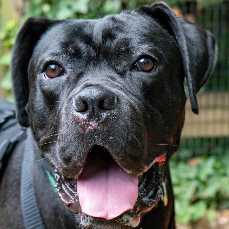 An adult large-sized male Black Mastiff dog named Roxaboxen for adoption in Baltimore, MD