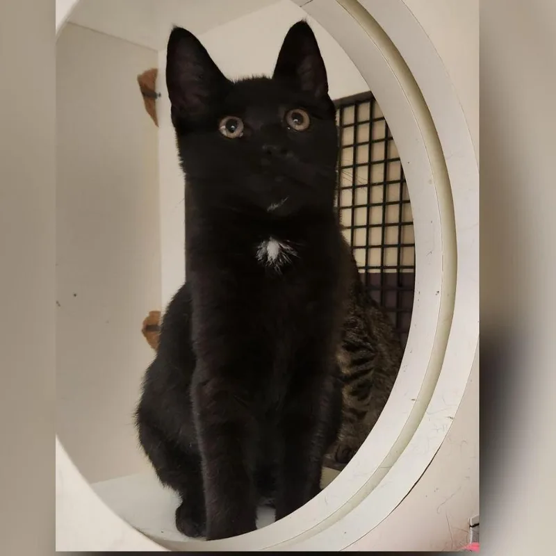 A baby small-sized male Black Domestic Short Hair cat named Winsor for adoption in Toledo, OH