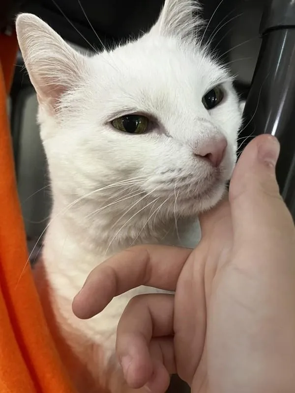 A senior medium-sized female Domestic Short Hair cat named Mimi for adoption in Santa Rosa, CA