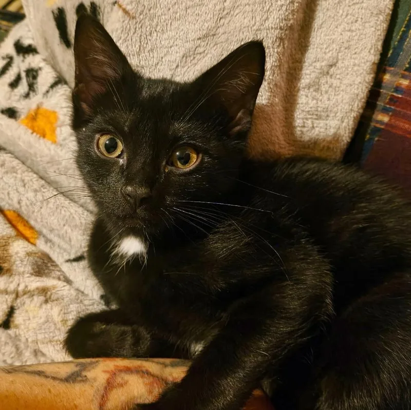 A baby medium-sized female Black & White / Tuxedo Domestic Short Hair cat named Sabrina for adoption in Gastonia, NC