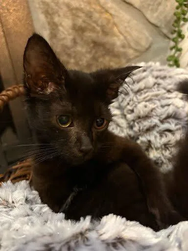 A baby small-sized female Black Domestic Short Hair cat named Shenandoah for adoption in Raleigh, NC