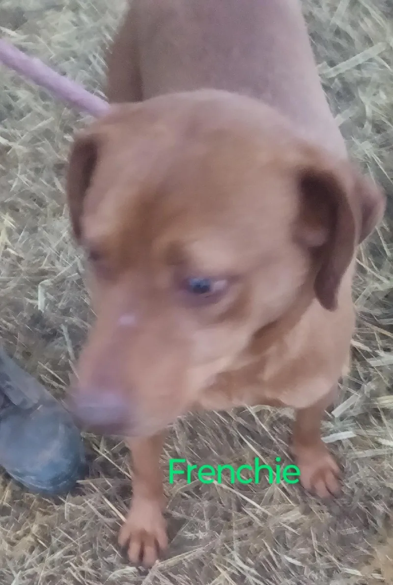 Frenchie thumbnail 2