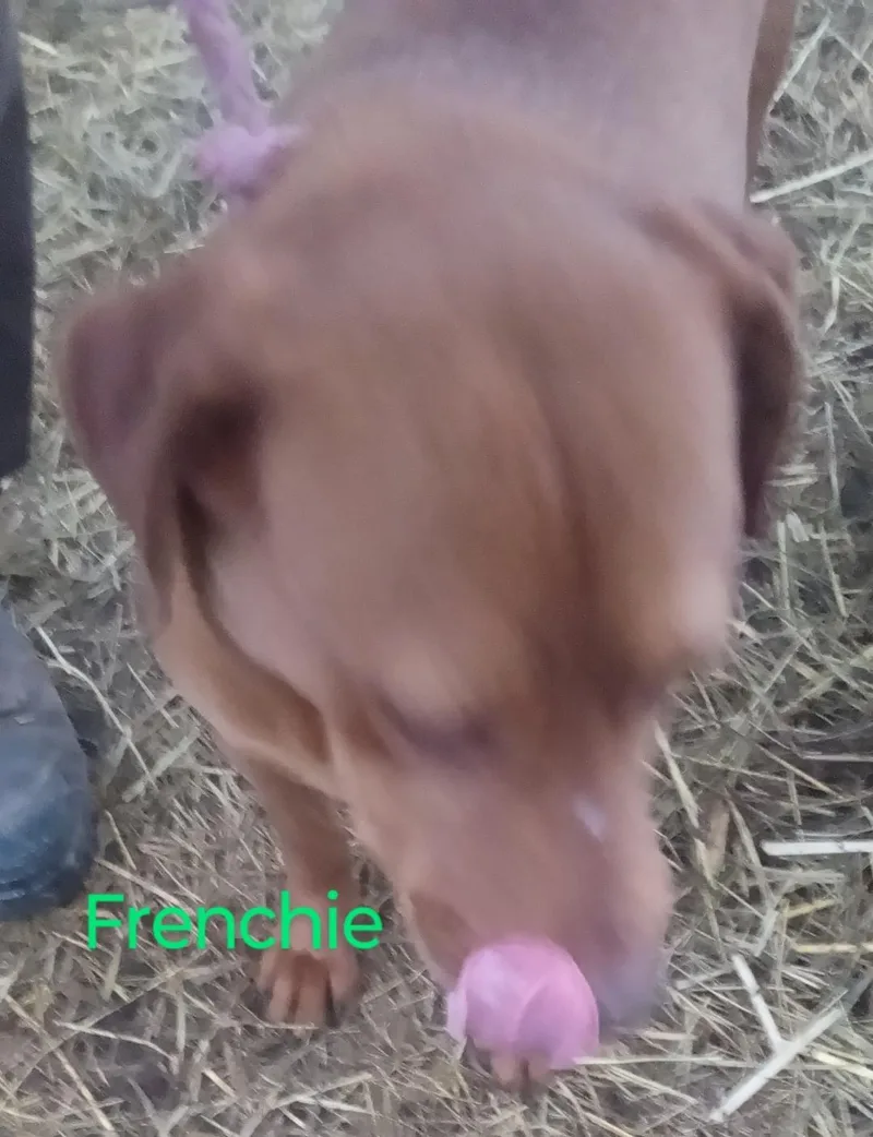 Frenchie thumbnail 3