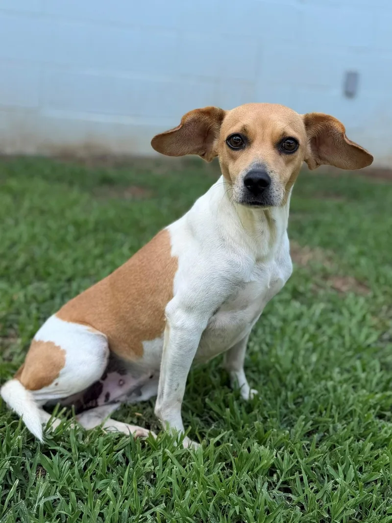 An adult medium-sized female Apricot / Beige Beagle dog named Eden for adoption in Summerdale, AL