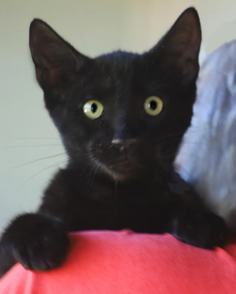 A baby medium-sized male Domestic Short Hair cat named Gilligan for adoption in North Fort Myers, FL