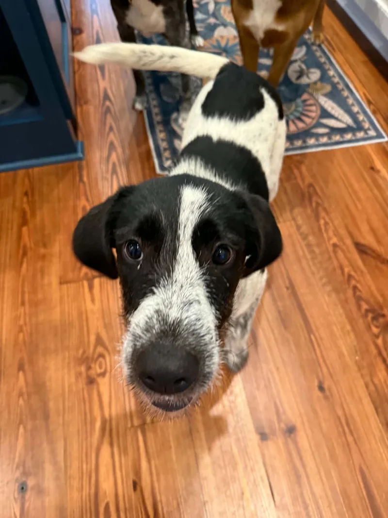 A baby medium-sized male German Wirehaired Pointer dog named Bernard for adoption in Mobile, AL