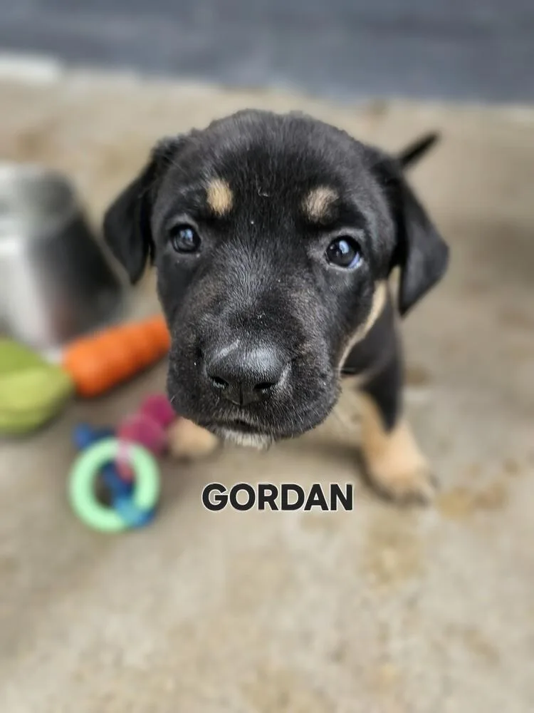 A baby medium-sized male Brown / Chocolate Shepherd dog named Gordon for adoption in Evergreen, CO
