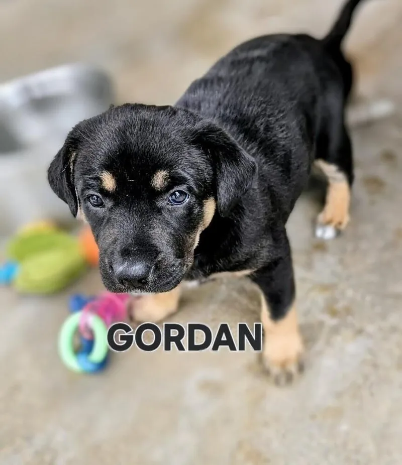 Gordon thumbnail 2