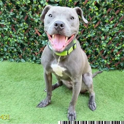 An adult medium-sized male Mixed Breed dog named Odin for adoption in West Palm Beach, FL