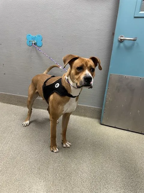 A young small-sized male Boxer dog named Bean for adoption in Las Vegas, NV