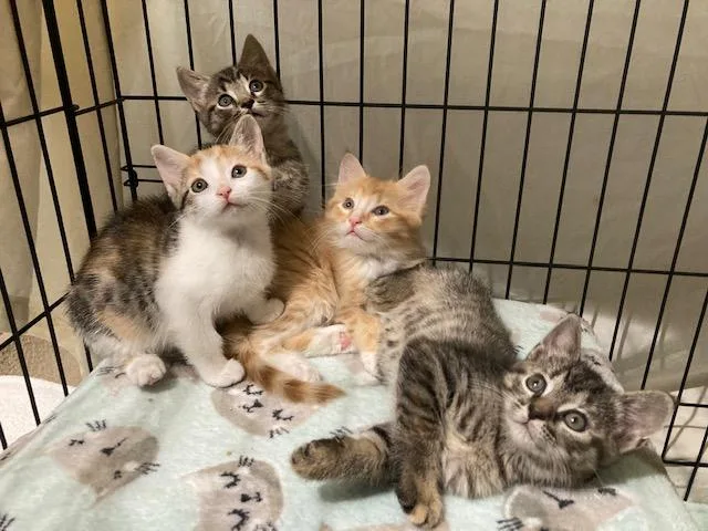 A baby medium-sized male Calico Domestic Short Hair cat named "crawlspace" Litter Of for adoption in Watkinsville, GA
