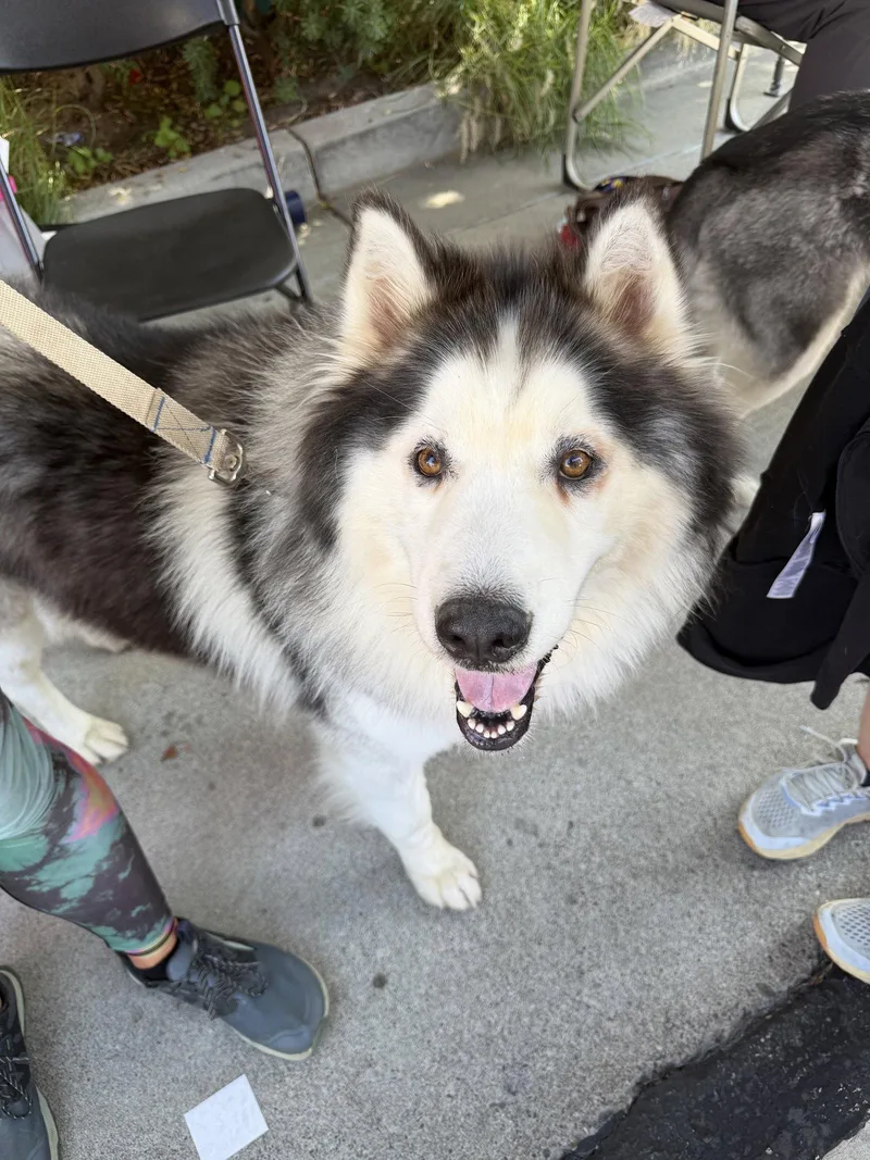 An adult extra large-sized male Mixed Breed dog named Bob for adoption in Walnut Creek, CA