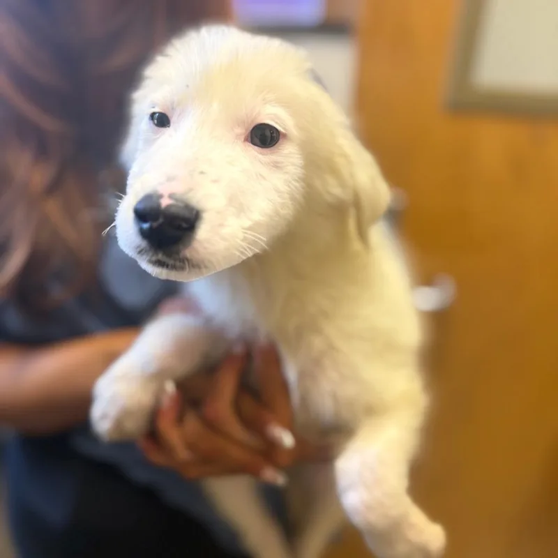 A baby small-sized male White / Cream Mixed Breed dog named Jagger for adoption in Corinth, MS