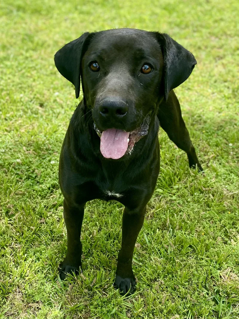 A young medium-sized male Black Labrador Retriever dog named Daddio for adoption in Andover, MA
