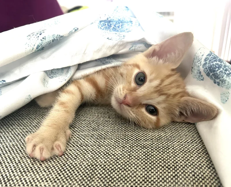 Peanut thumbnail 2