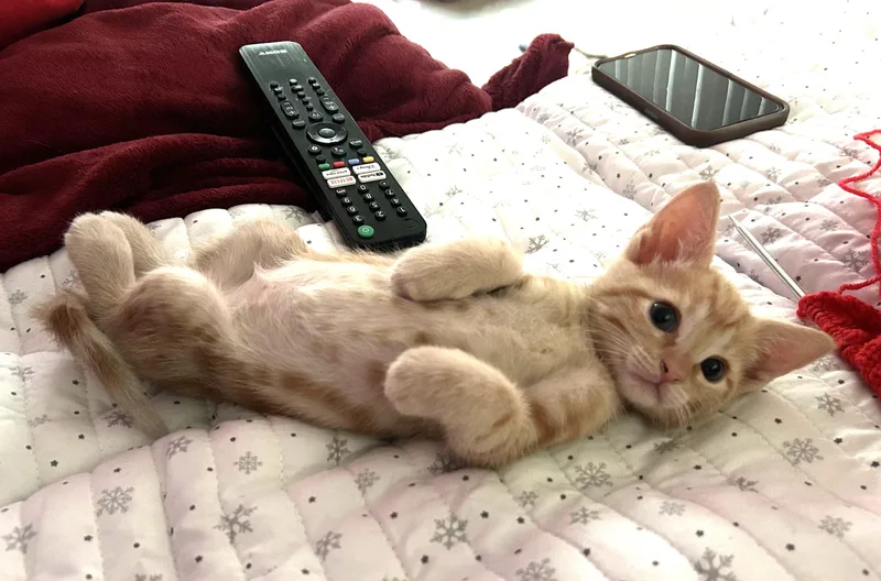 Peanut thumbnail 6