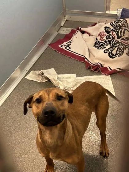 An adult large-sized male Mixed Breed dog named Nacho Man for adoption in Munster, IN