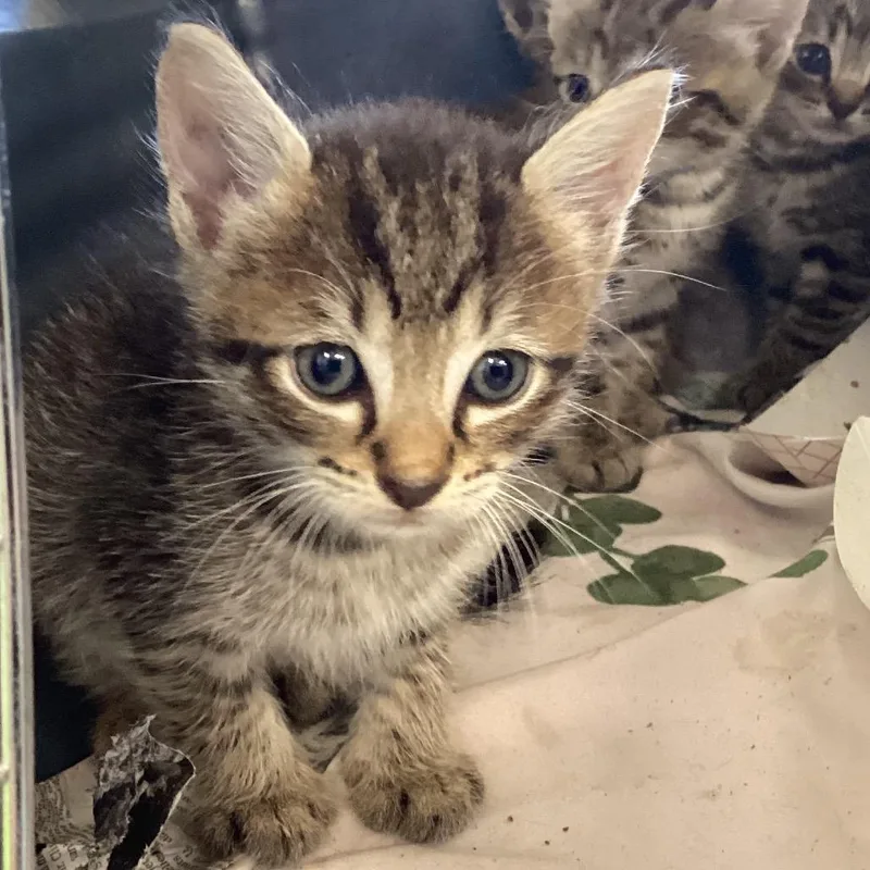 A baby small-sized male Brown / Chocolate Domestic Short Hair cat named Cheese for adoption in Montgomery, AL
