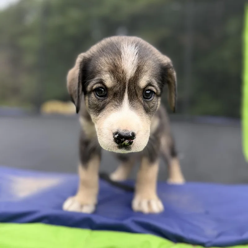 A baby large-sized female Shepherd dog named Trudy Tumbleweed for adoption in Fosters, AL