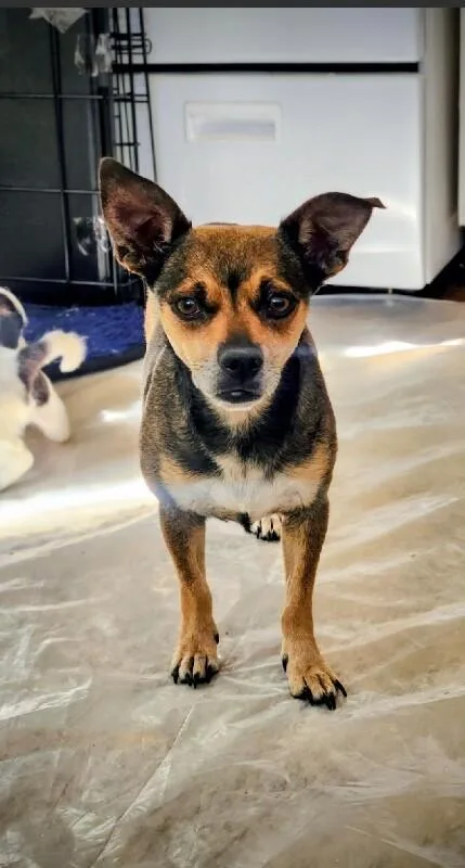 Momma Sweet Pea thumbnail 4