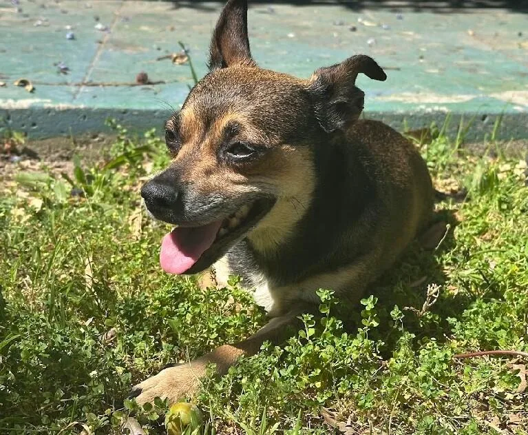 Momma Sweet Pea thumbnail 5