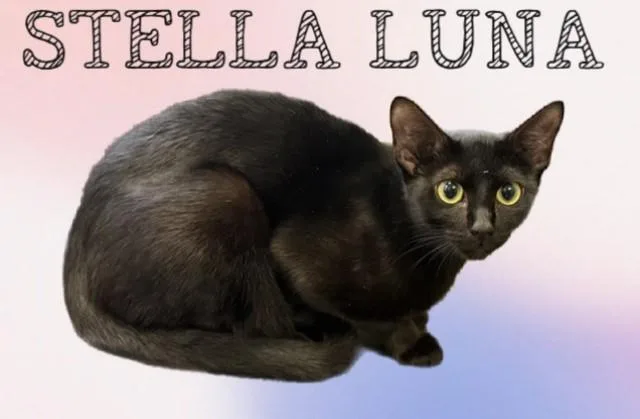 A young small-sized female Domestic Short Hair cat named Stella Luna for adoption in Sarasota, FL